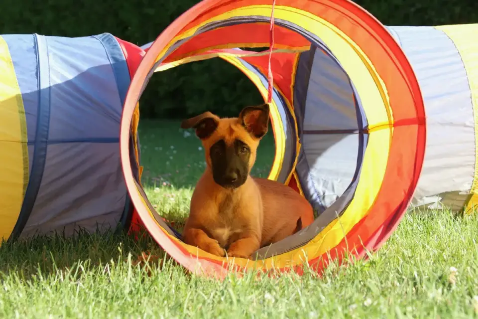 A Belgian Malinois lying down and resting after a training session