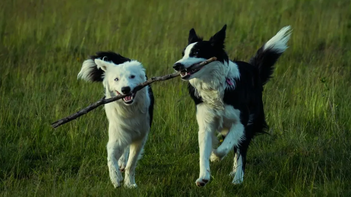 A Border Collie and an Australian Shepherd running side by side across an open field