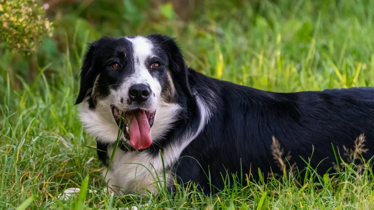 A border collie lying in the shade near a plate of sliced watermelon