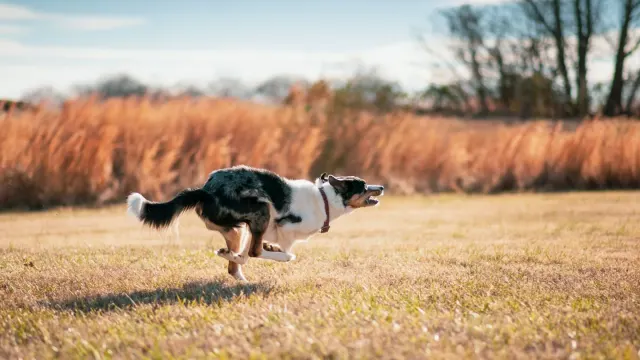 A border collie stretching on grass beside an agility handler