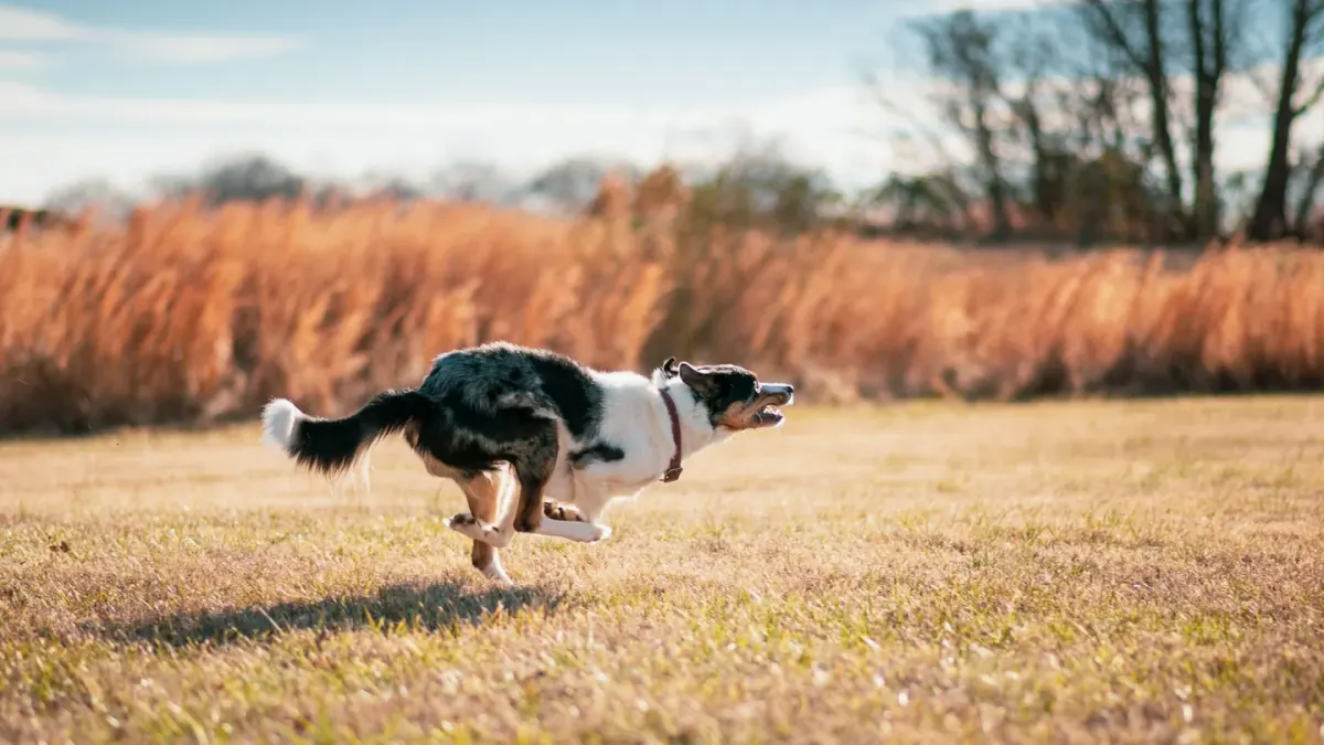 A border collie stretching on grass beside an agility handler