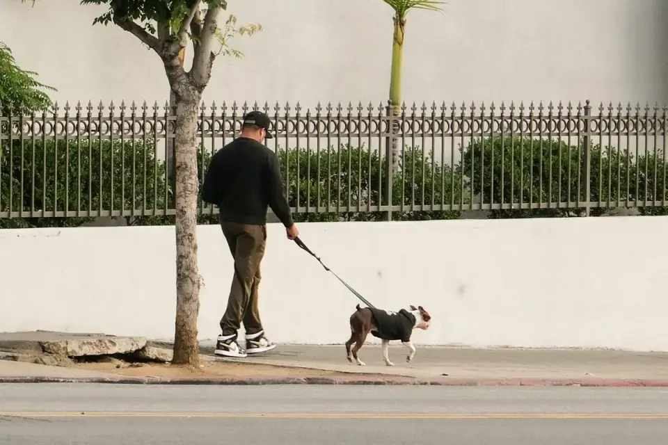 A Boston Terrier walking briskly on a leash on a paved path