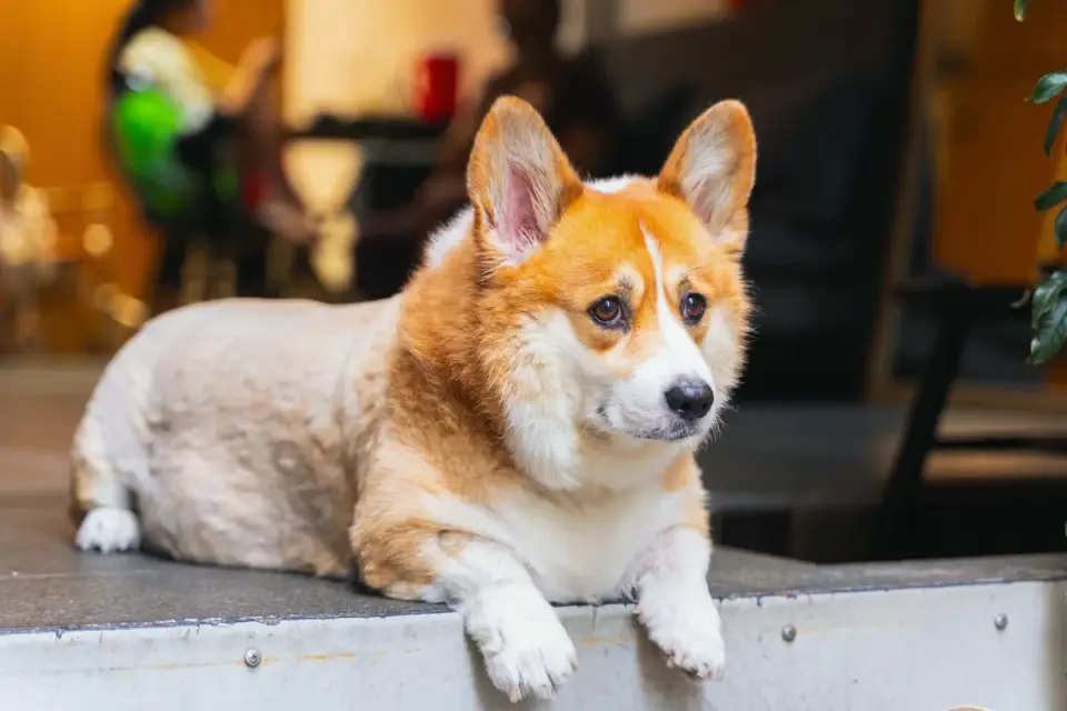 A corgi pausing at the top of a short flight of porch steps