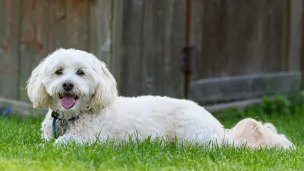 A curly-coated Labradoodle and a wavy-coated Goldendoodle standing side by side outdoors