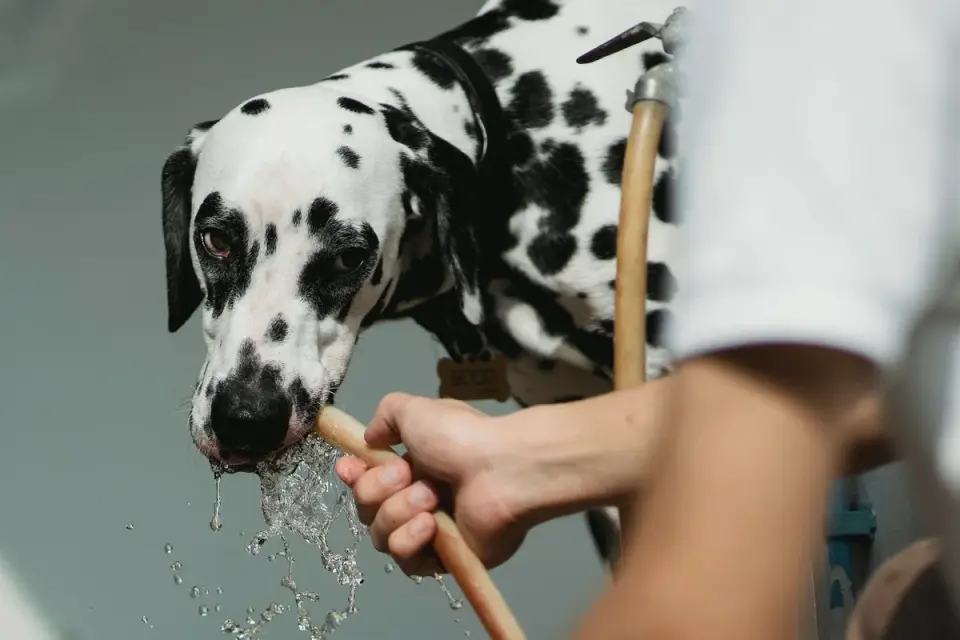 A dog drinking water from a bowl set on an outdoor patio floor