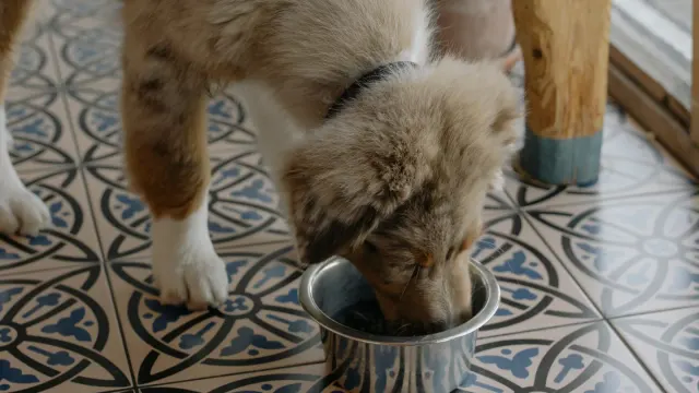 A dog eating from a bowl