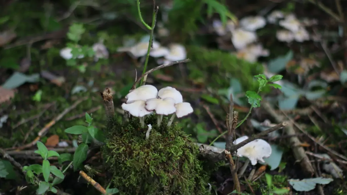 A dog lowering its nose toward a cluster of wild mushrooms on damp forest ground