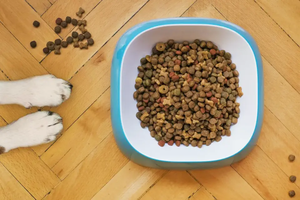 A dog&#x27;s paws beside a food bowl