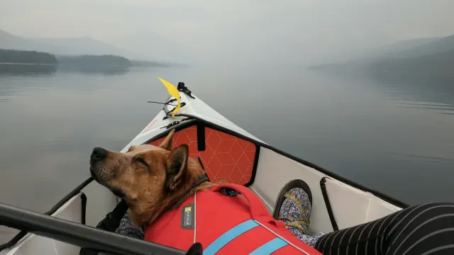 A dog wearing an orange life jacket sitting calmly in the bow of a kayak on calm lake water