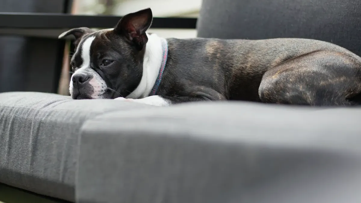 A French Bulldog and a Boston Terrier standing together outdoors
