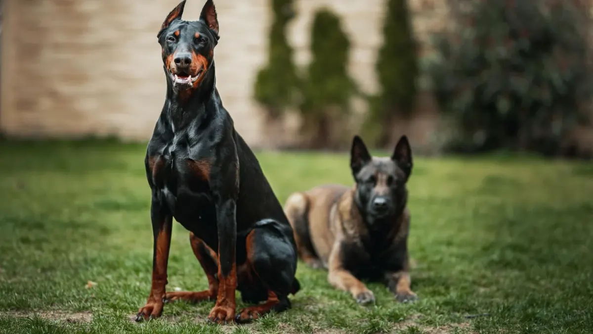 A German Shepherd and a Belgian Malinois standing together in a grassy field
