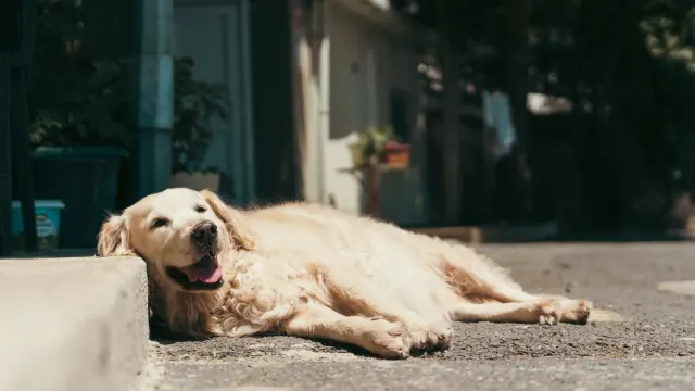 A golden retriever resting on the ground beside a table at an outdoor patio