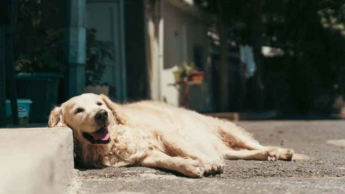 A golden retriever resting on the ground beside a table at an outdoor patio