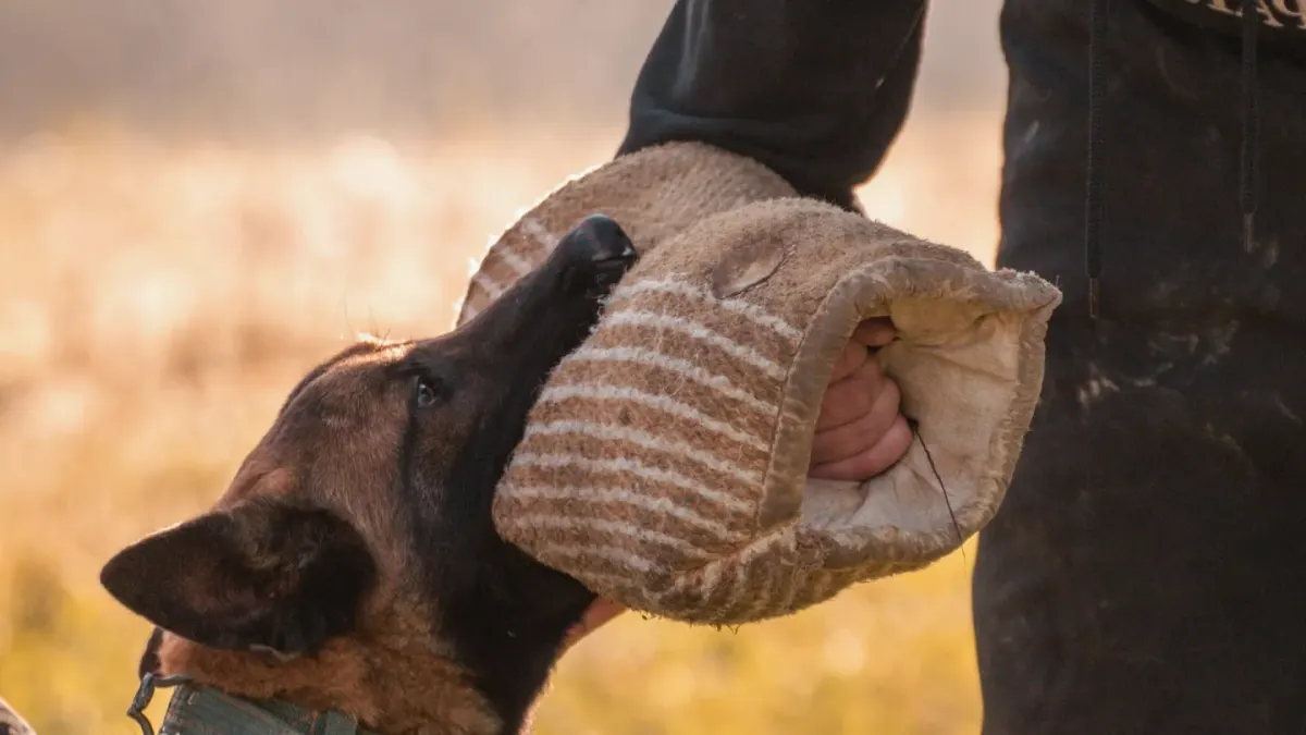 A handler working a leashed dog through a training exercise in a park