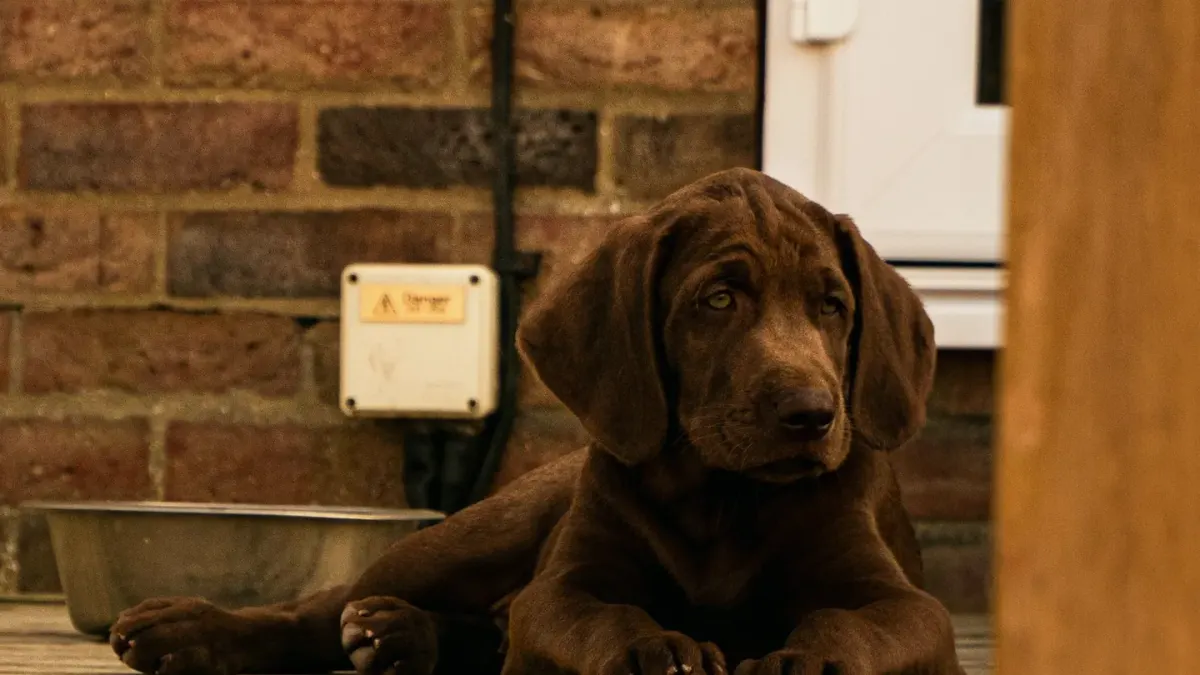 A large-breed puppy eating from a stainless steel bowl in a home kitchen