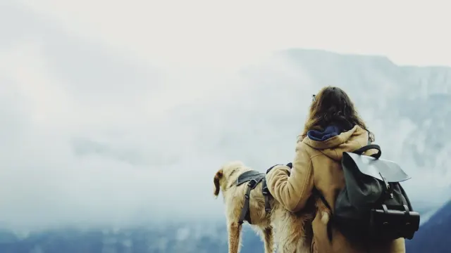 A mixed-breed dog wearing a saddle-style hiking backpack on a wooded trail