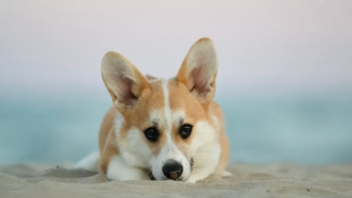 A Pembroke Welsh Corgi and a Cardigan Welsh Corgi standing together on grass