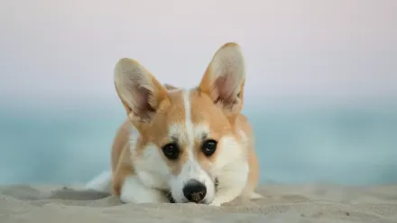 A Pembroke Welsh Corgi and a Cardigan Welsh Corgi standing together on grass