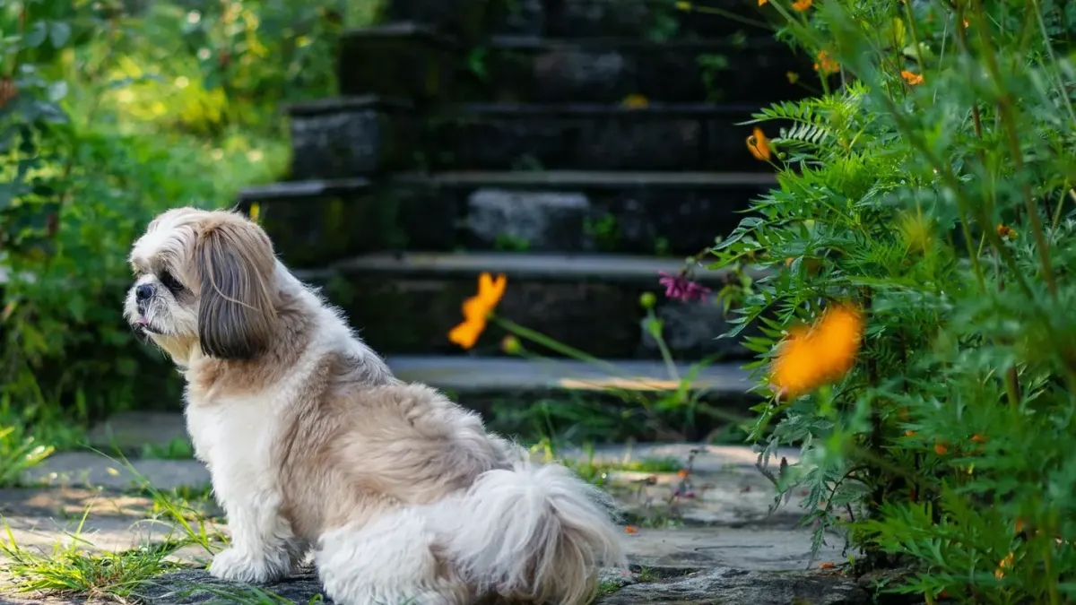 A Shih Tzu and a Lhasa Apso standing side by side on a grass path