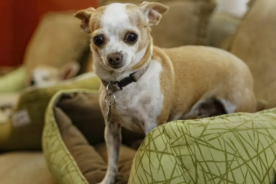 A small dog walking up a pet ramp onto a couch