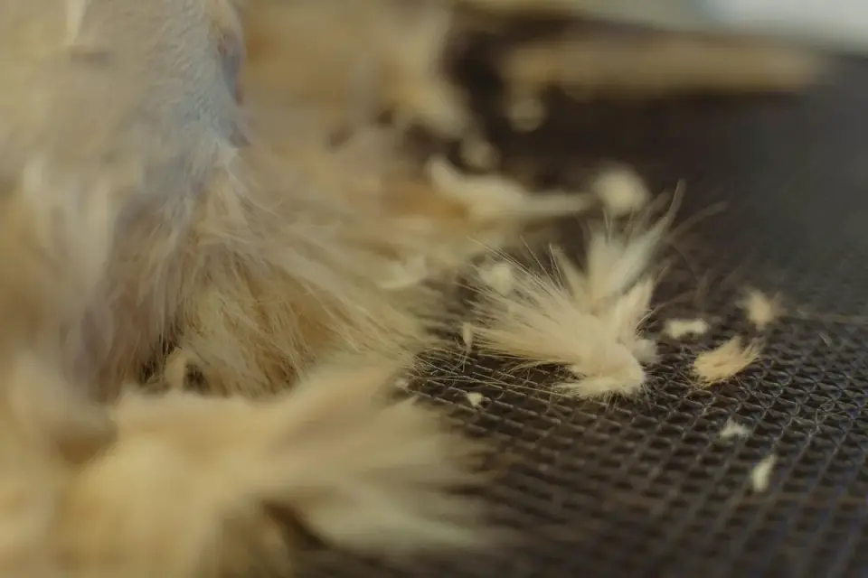 A veterinarian parting a dog's fur to check the undercoat