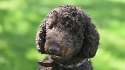 A wavy-coated Goldendoodle standing next to a curly-coated Standard Poodle in a grassy yard