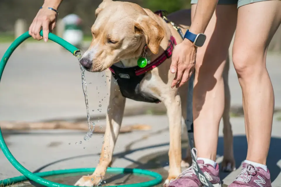 An active dog drinking from a water bowl after a training session