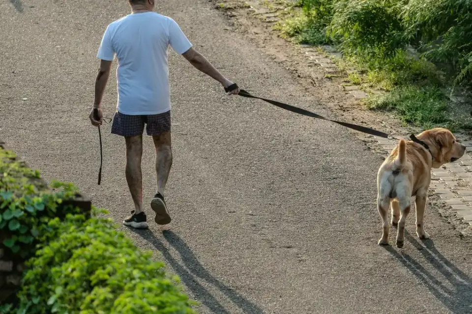 An older Golden Retriever and a younger Labrador walking side by side