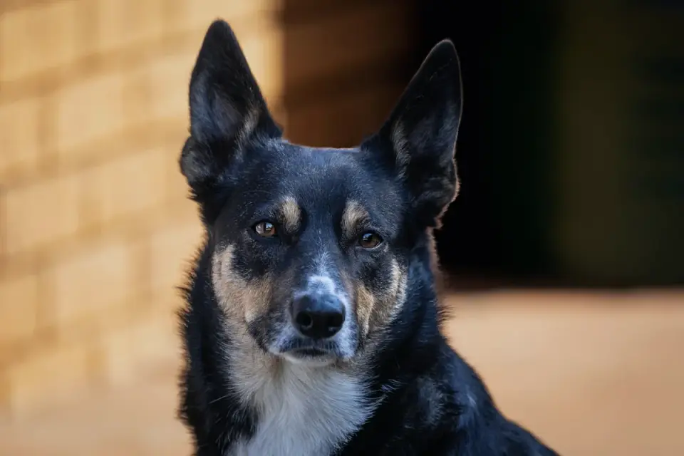 Attentive dog with an owner