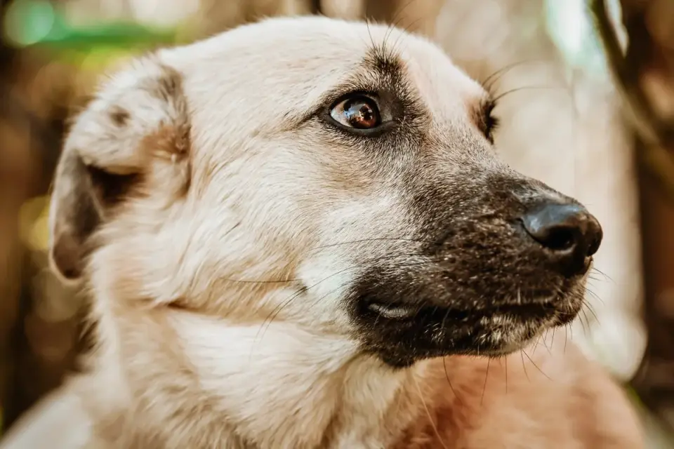 Attentive dog with an owner