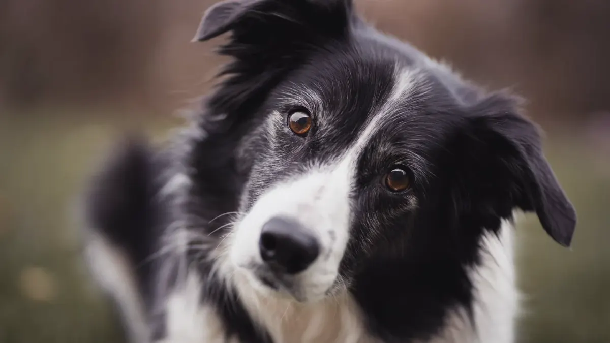 Attentive dog with an owner
