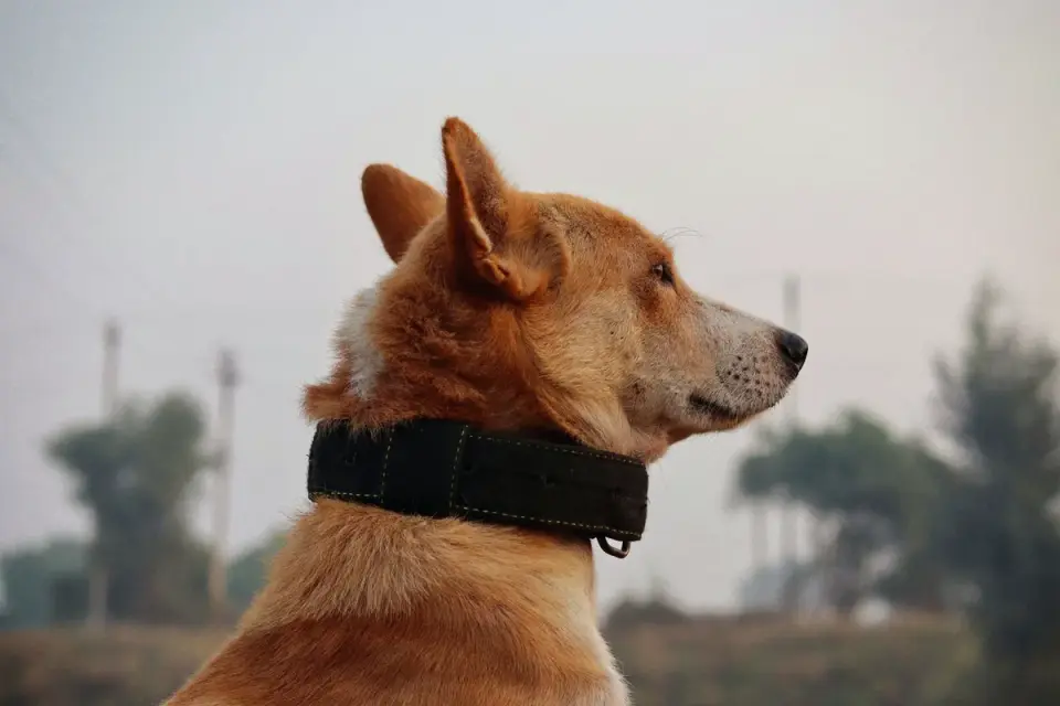 Attentive dog with an owner
