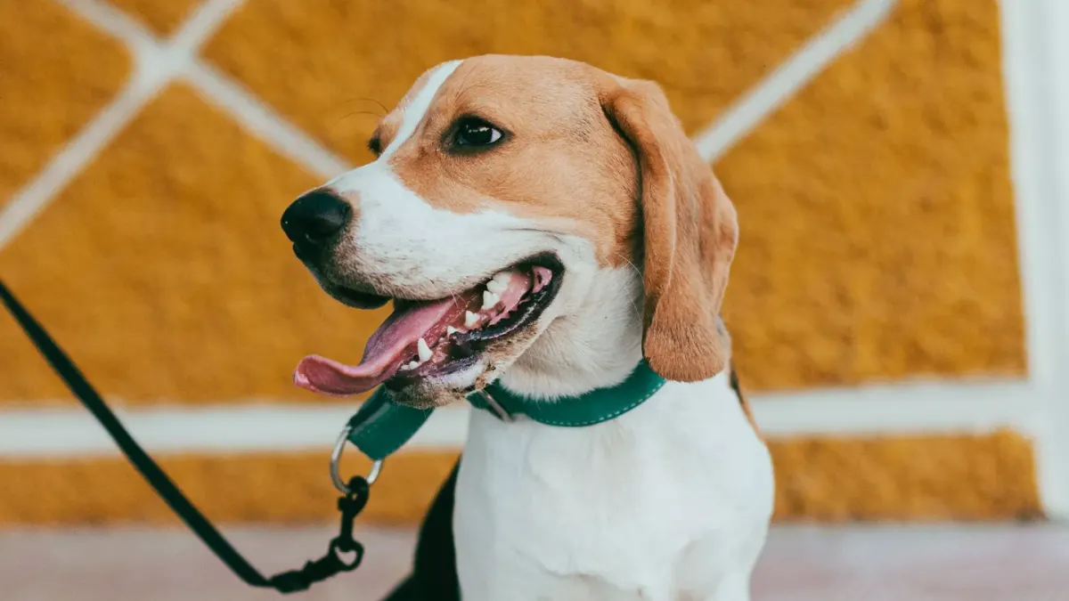 Beagle outdoors
