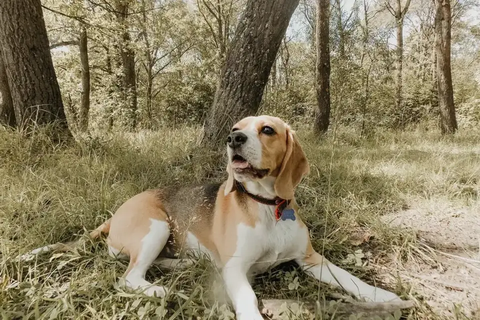 Beagle outdoors