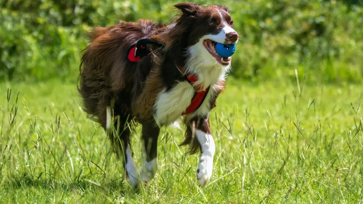 Border collie running