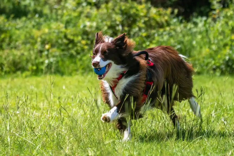 Border collie running