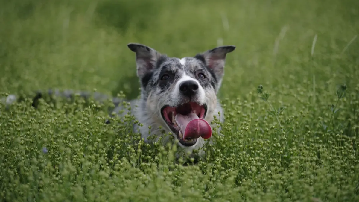 Border collie running