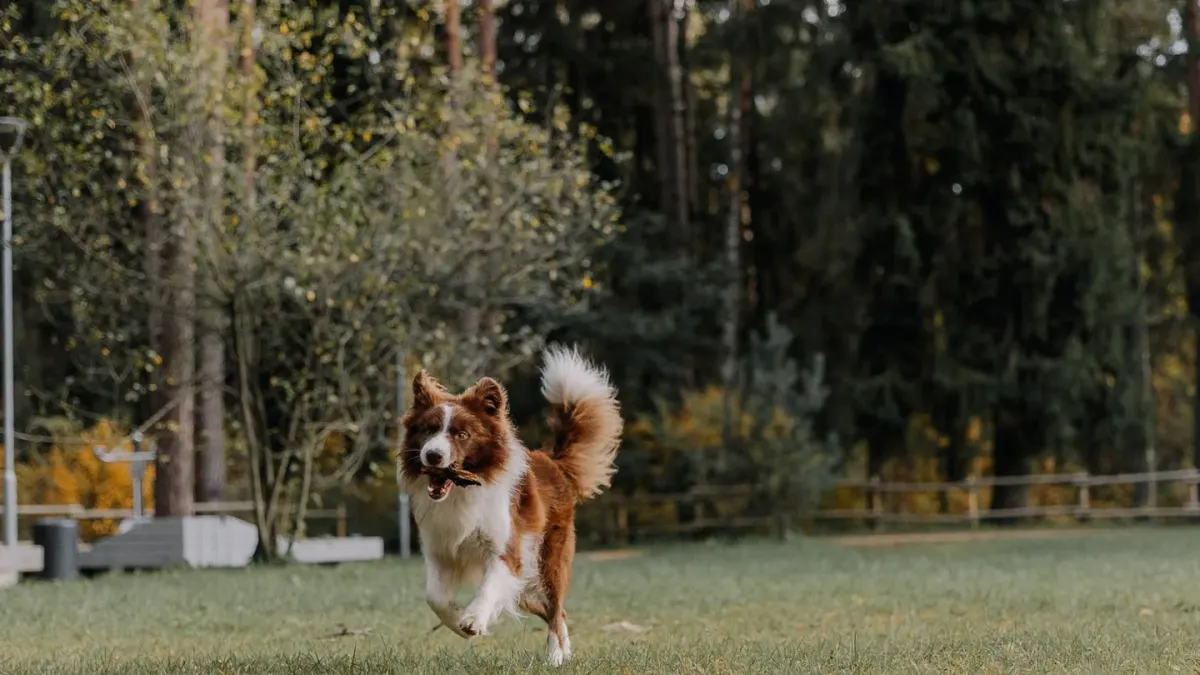 Border collie running