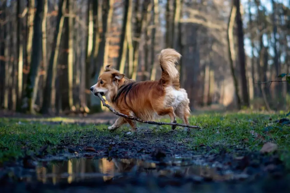 Dachshund outdoors