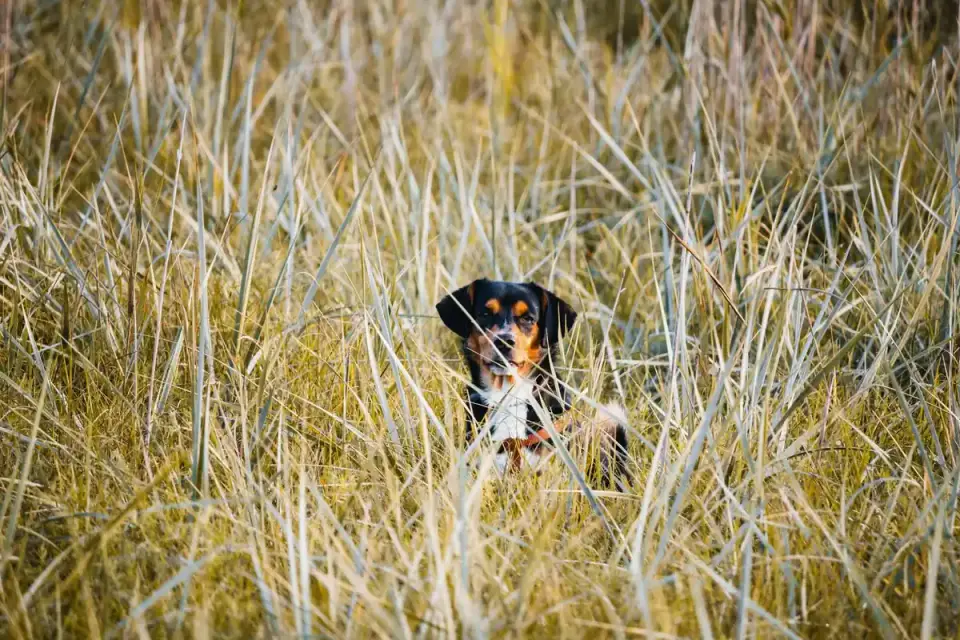 Dachshund outdoors