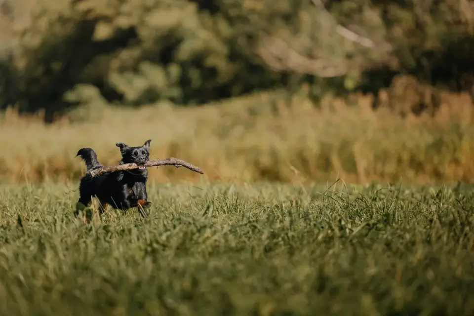 Dachshund outdoors