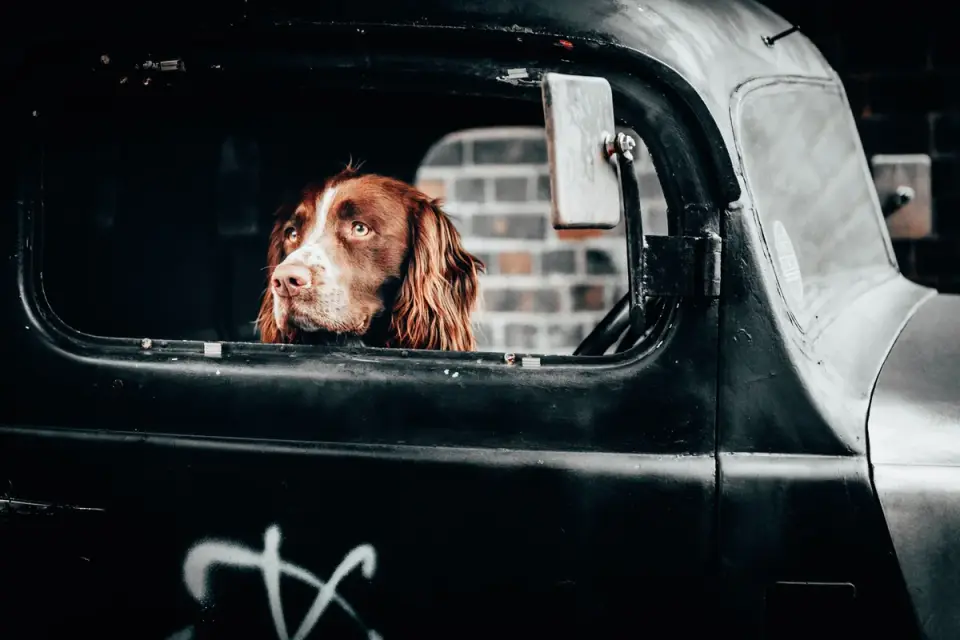 Dog at a car window