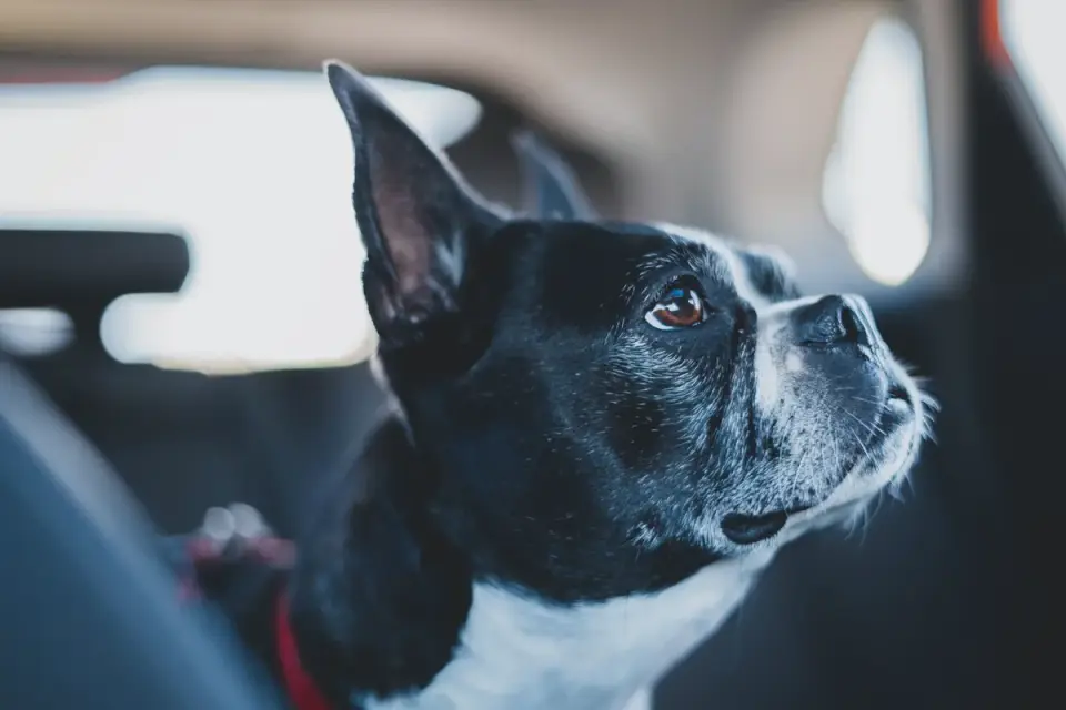 Dog at a car window
