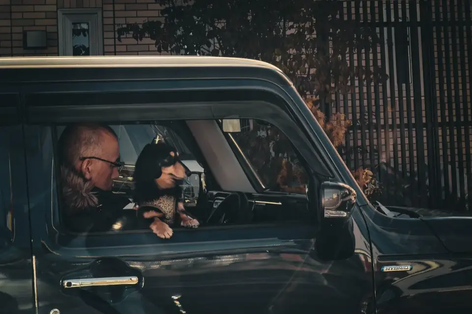 Dog at a car window