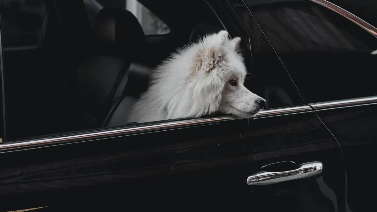 Dog at a car window
