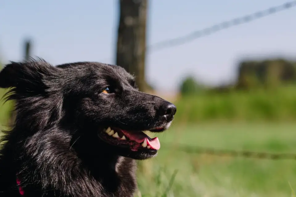 Dog at a fence
