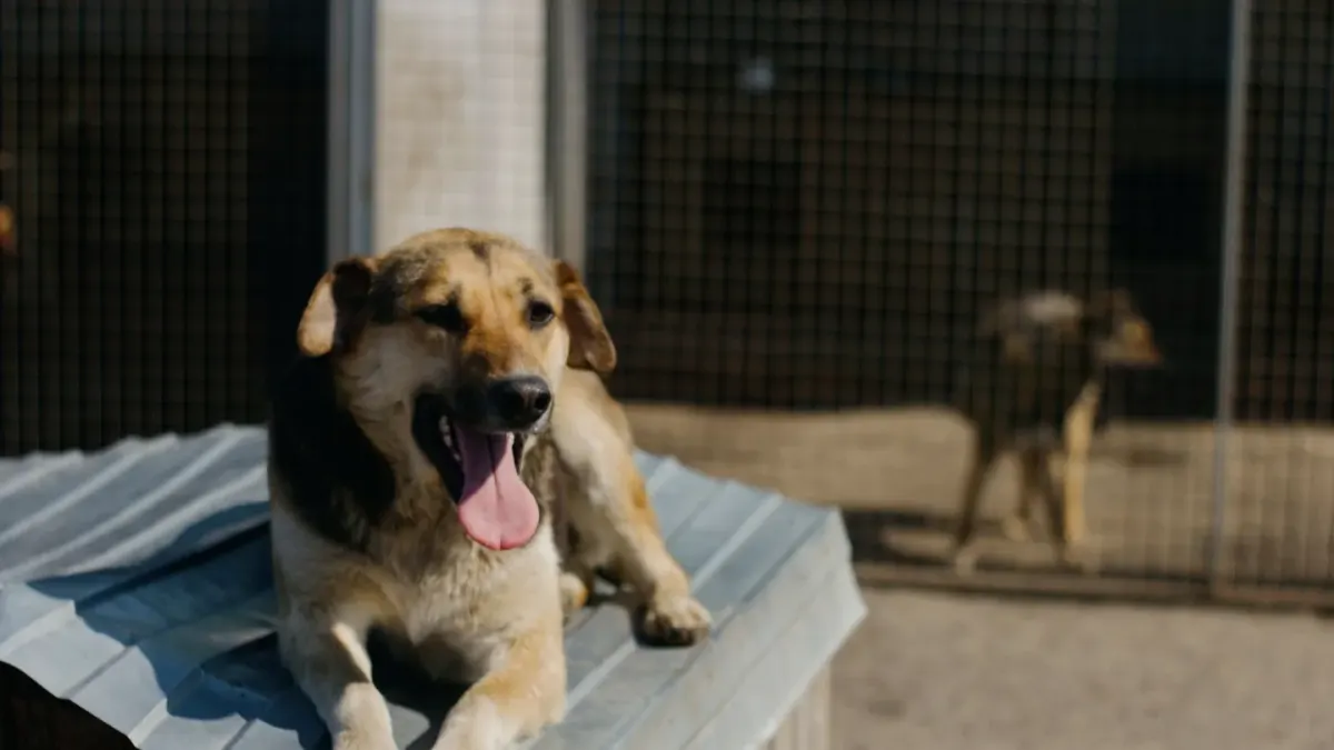 Dog at a fence