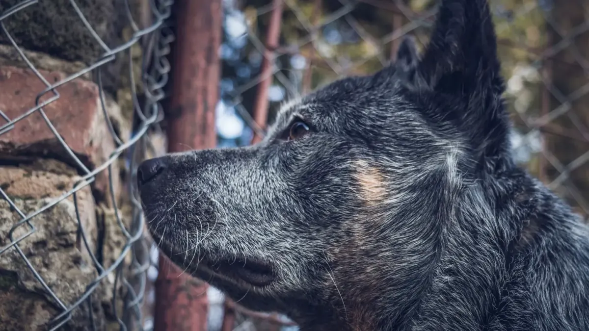 Dog at a fence