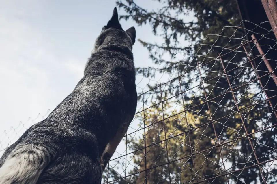 Dog at a fence