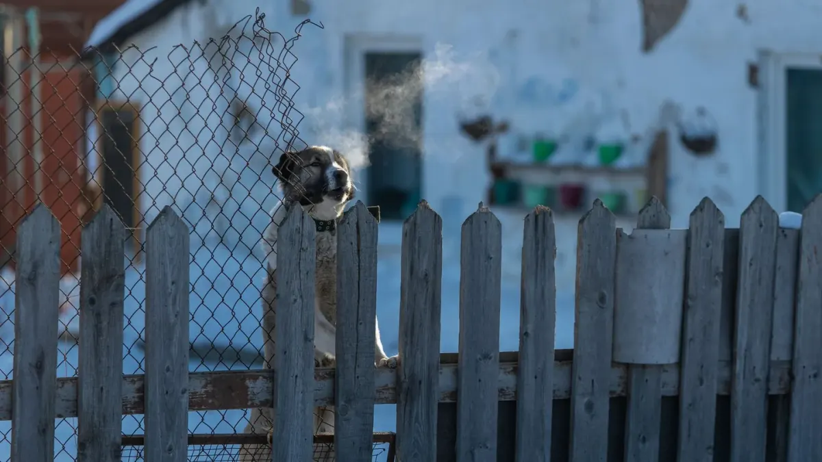 Dog at a fence